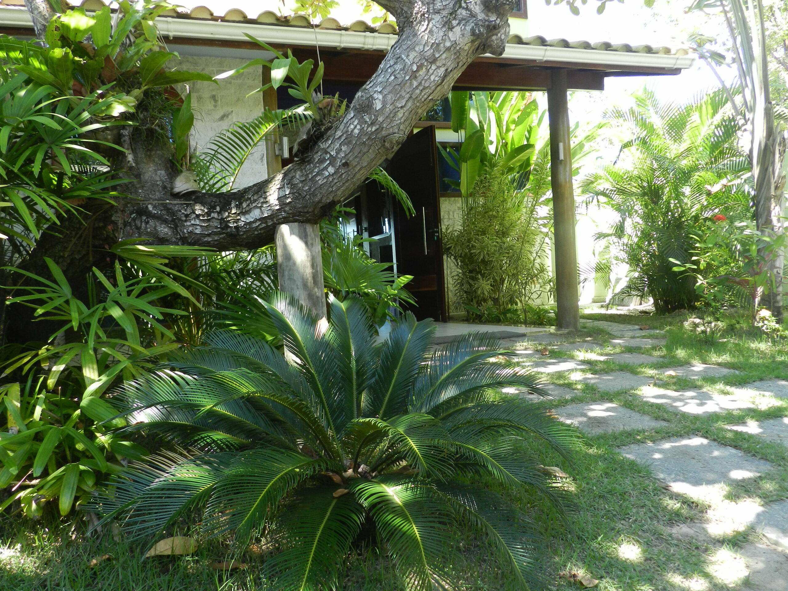 cica entrada